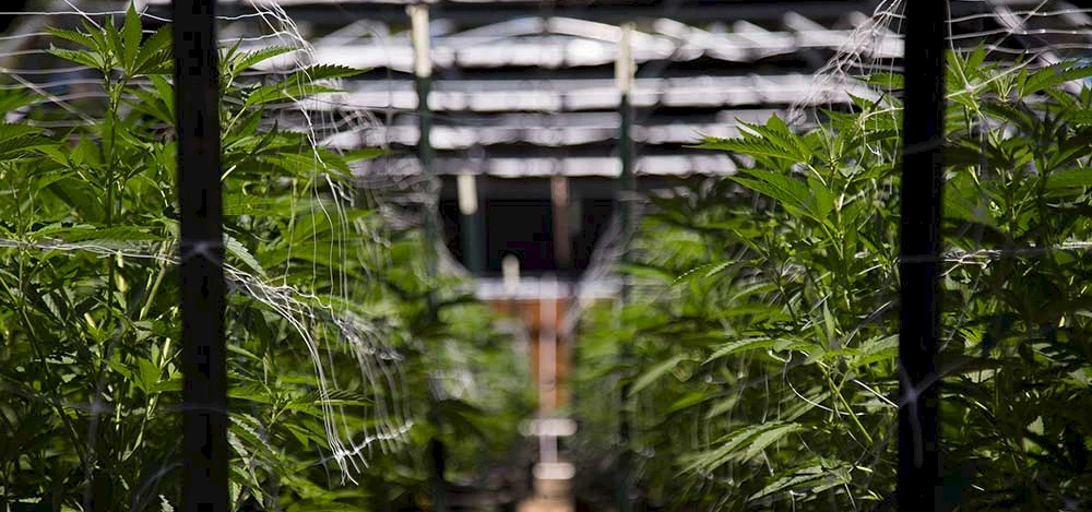 Which State Could Be the Next to Legalize Marijuana?