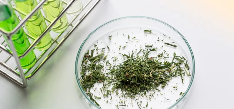 Are Synthetic Cannabinoids Invading Your Workplace?