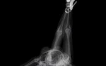 Sexy X-Rays and the FLSA