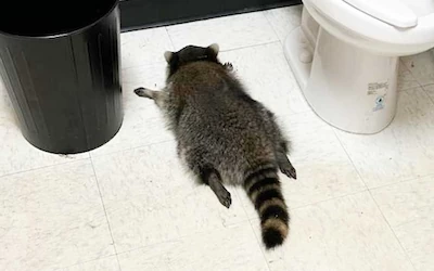 Holiday Parties, “Trashed Panda,” and Your Alcohol Policy: A Friendly Reality Check