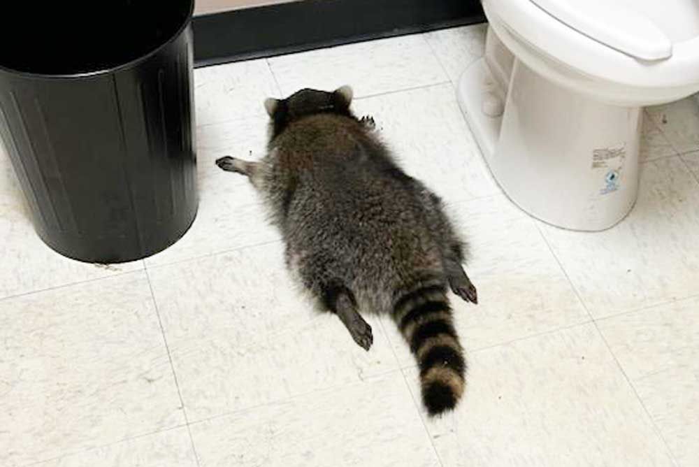 drunk-raccoon-120225-ec181aba076b4a938e40da4fc94779b4.jpg