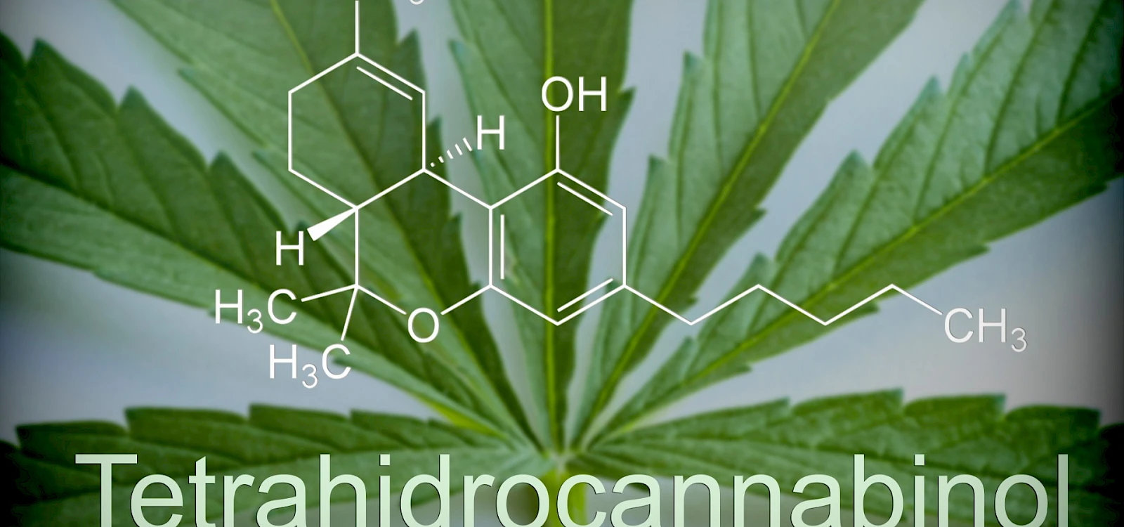 THCA, Delta-8, & Drug Testing in Texas: What HR Should Know