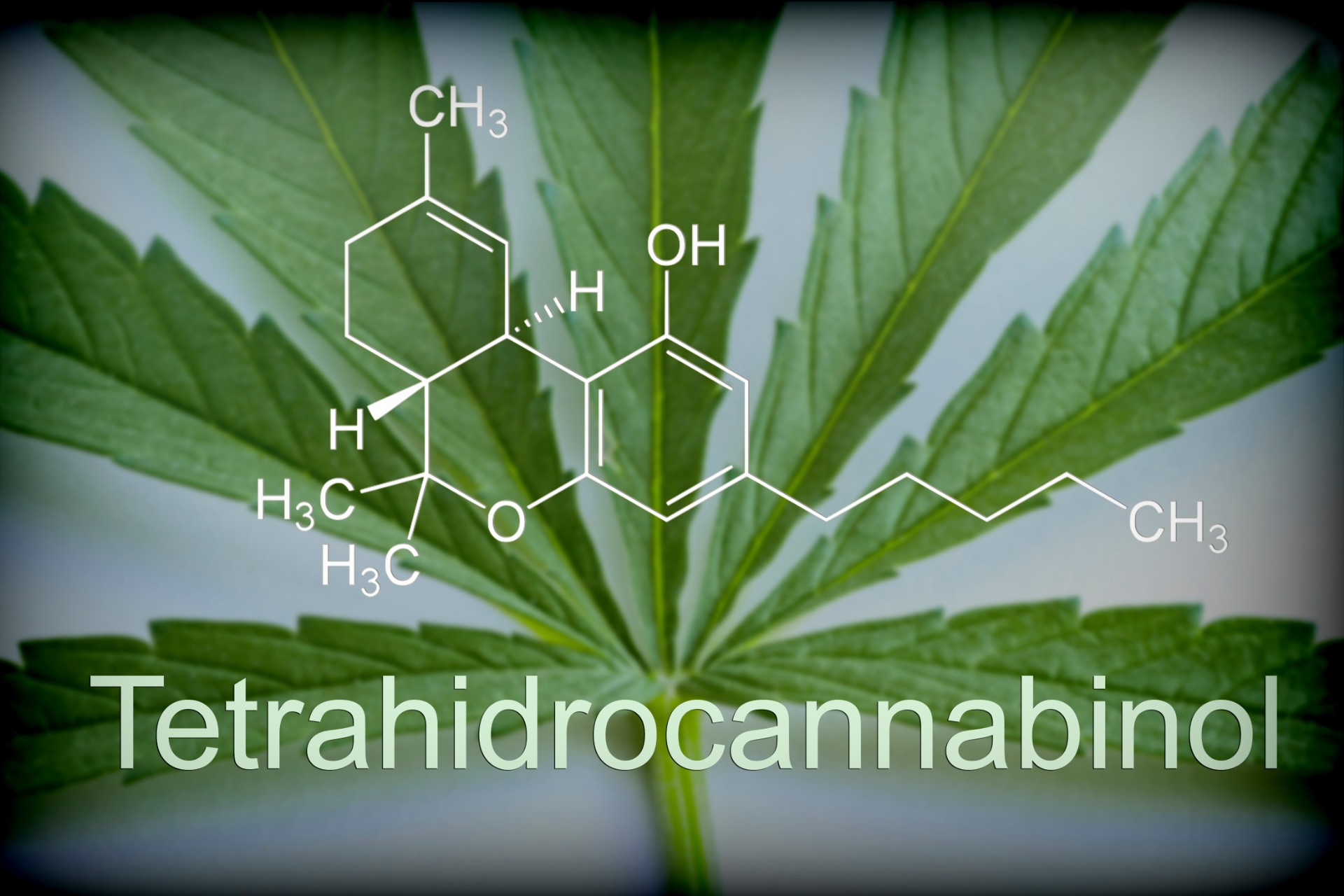 marijuana-leaf-chemical-composition-of-tetrahydroc-2026-01-11-09-52-54-utc.jpg